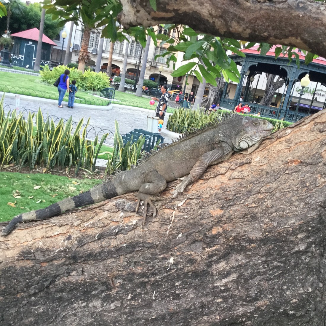 Hanging out in Seminario Park in Guayaquil