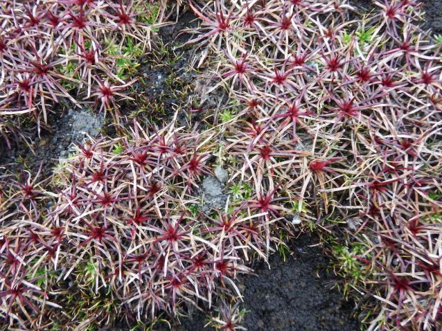 Stella Ainsworth flora 1 copy