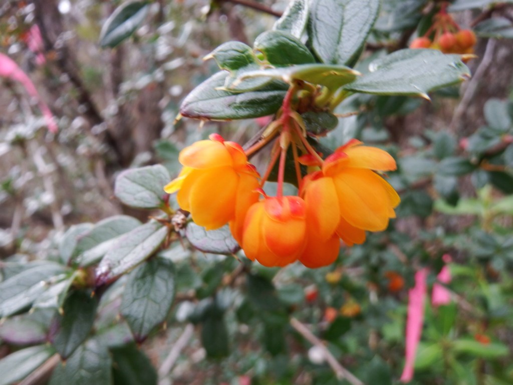Stella Ainsworth flora calafate copy 2