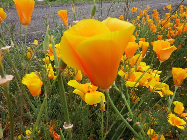 3_Yellow flowers 2 copy
