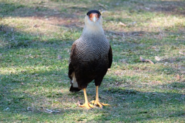 Azul caracara