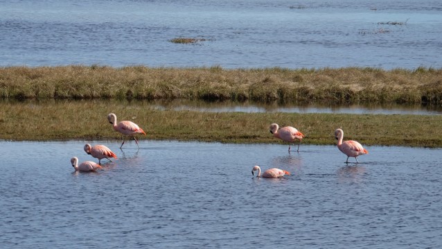 Calafate depart flamingos resize.jpg