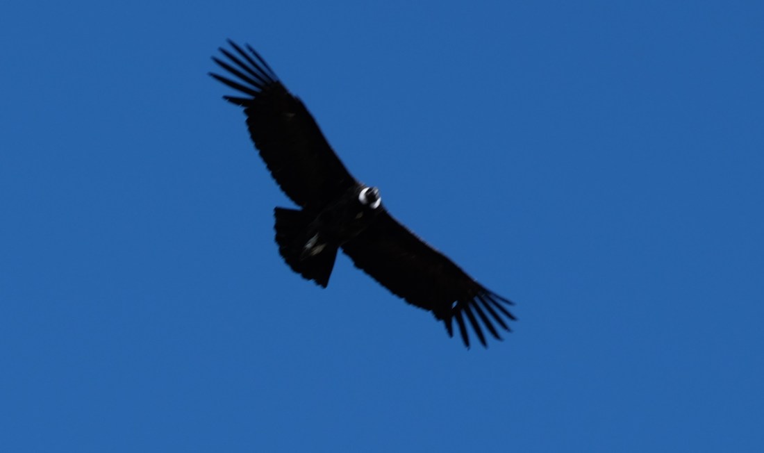 Condor wingspan resize