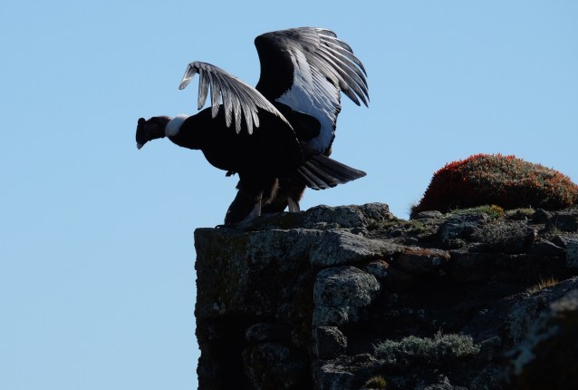 Cornices condor red mate resize