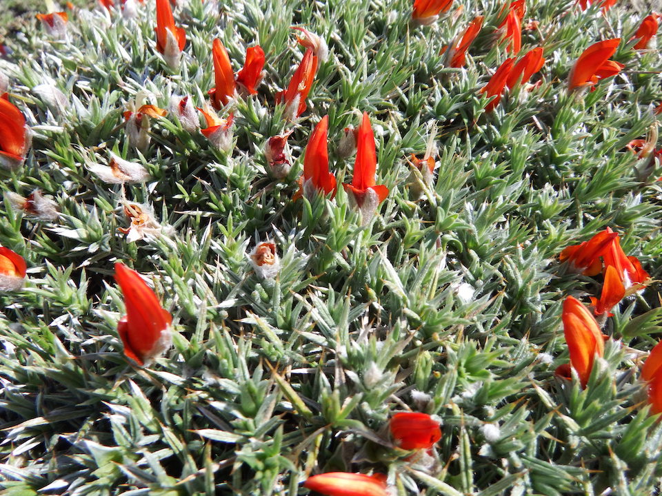 Cornices flora resize