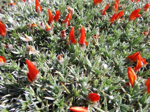 Cornices flora resize