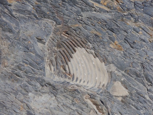 fossil resize.jpg